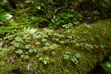 Image showing Green grass trefoil clover