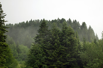 Image showing Spruce trees if fog