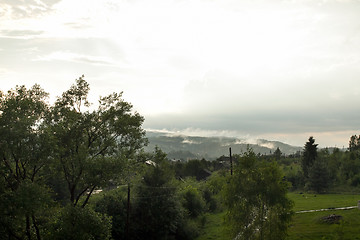 Image showing Spruce trees if fog