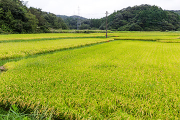 Image showing Rice field