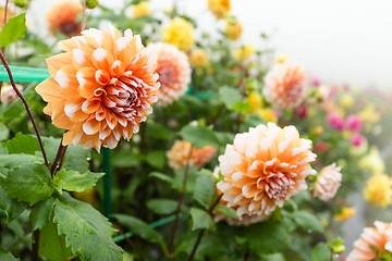Image showing Beautiful Chrysanthemums