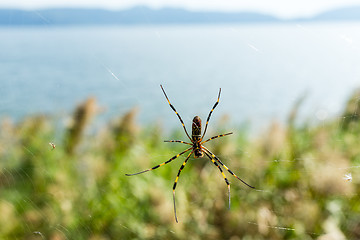 Image showing Spider on net