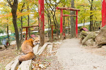 Image showing Fox and japanese temple