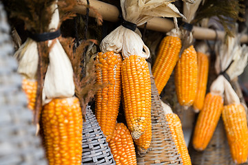 Image showing Dried corn cobs