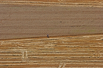 Image showing Aerial View: man in wheat field