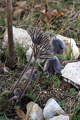 Image showing Pulsatilla flowers