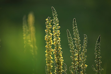 Image showing Wild flowers on green background. 