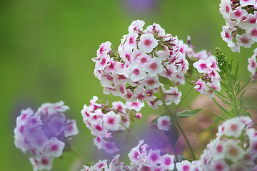 Image showing White phlox in green garden.