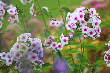 Image showing White phlox in green garden.