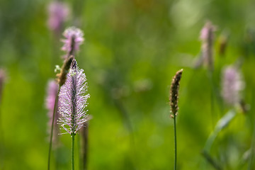 Image showing Wild flowers on green meadow