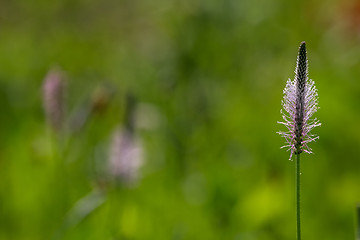 Image showing Wild flowers on green meadow