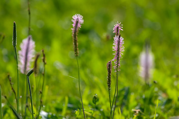 Image showing Wild flowers on green meadow