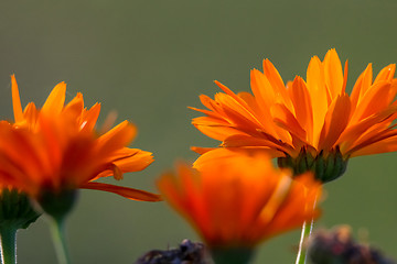 Image showing Orange calendula in green garden.