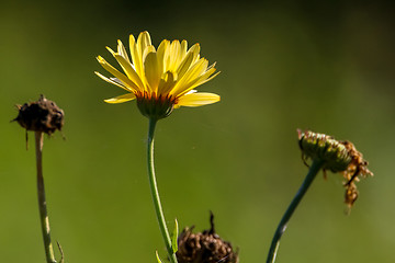 Image showing Yellow calendula in green garden.