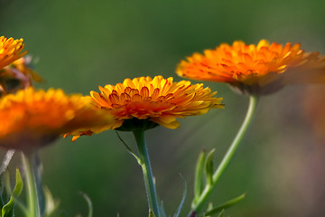 Image showing Orange calendula in green garden.