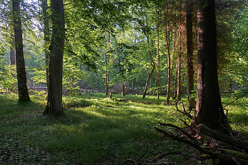 Image showing Light entering rich deciduous forest