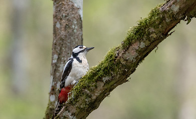 Image showing Great spotted woodpecker (Dendrocopos major) female