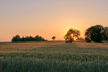 Image showing Late spring sunset with cereal field in foreground