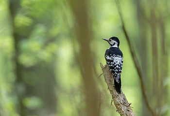 Image showing White-backed woodpecker (Dendrocopos leucotos) female