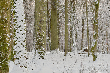 Image showing Wintertime landscape of snowy deciduous stand