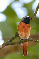 Image showing Common redstart (Phoenicurus phoenicurus) on branch