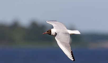 Image showing Black-headed gull (Chroicocephalus ridibundus) in flight