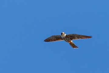 Image showing  Peregrine Falcon (Falco peregrinus) in flight