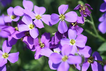 Image showing blue pillow (Aubrieta) 