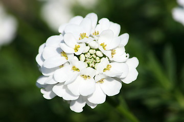 Image showing white-flowered candytuft (Iberis sempervirens) 