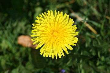 Image showing yellow dandelion flower 