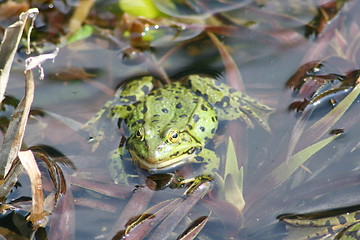 Image showing green water frog 