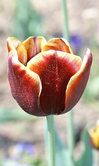 Image showing tulip 