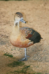 Image showing yellow whistle goose (Dendrocygna bicolor)