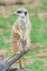 Image showing Meerkat (Suricata suricatta)