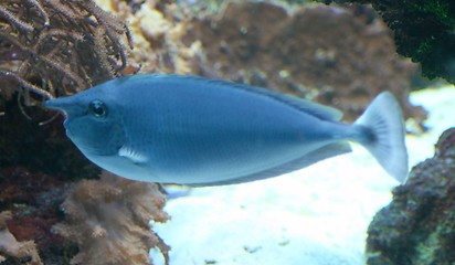 Image showing blue fish