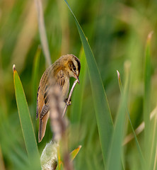 Image showing Sedge warbler (Acrocephalus schoenobaenus) on reed