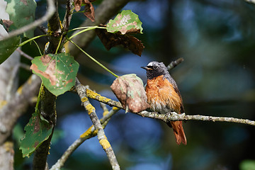 Image showing Common redstart (Phoenicurus phoenicurus) on branch