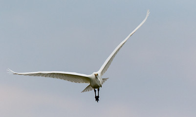 Image showing Great Egret (Ardea alba) in flight