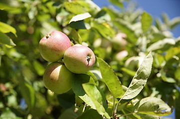 Image showing Apple Tree