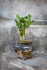 Image showing Cactus growing in a grungy old black pot