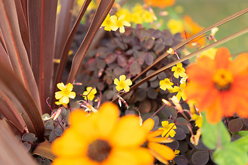 Image showing beautiful yellow flowers background