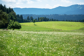 Image showing green meadow with flowers