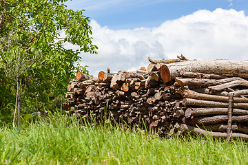 Image showing batch of fire wood in the green grass meadow