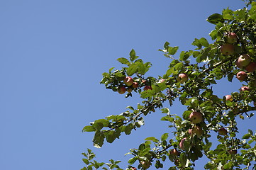 Image showing Apple Tree