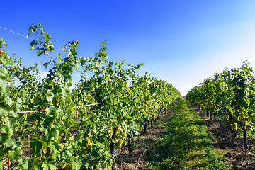 Image showing typical vineyard in northern Italy Trentino