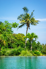 Image showing palm trees at the pool background