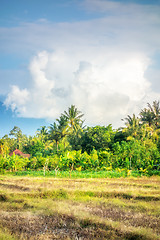 Image showing Lush green Bali nature plants vegetation