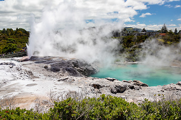 Image showing Geyser in New Zealand Rotorua