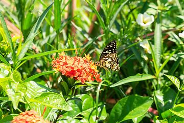 Image showing a butterfly on a red flower Bali Indonesia