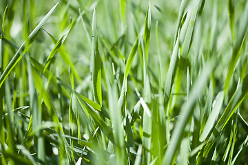 Image showing Field of green grass closeup. 